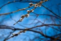 The soft fluffy willow buds on blue background blooming in early spring Royalty Free Stock Photo
