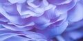 Soft focus, abstract floral background, blue rose flower petals. Macro flowers backdrop for holiday brand design Royalty Free Stock Photo