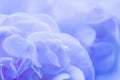 Soft focus, abstract floral background, blue rose flower petals. Macro flowers backdrop for holiday brand design Royalty Free Stock Photo