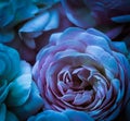 Soft focus, abstract floral background, blue roses. Macro flowers backdrop for holiday brand design Royalty Free Stock Photo