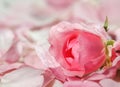 Soft focus, abstract floral background, bud of pink rose flower. Macro flowers backdrop for holiday brand design Royalty Free Stock Photo