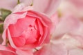 Soft focus, abstract floral background, bud of pink rose flower. Macro flowers backdrop for holiday brand design Royalty Free Stock Photo