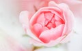 Soft focus, abstract floral background, bud of pink rose flower. Macro flowers backdrop for holiday brand design Royalty Free Stock Photo