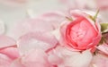 Soft focus, abstract floral background, bud of pink rose flower. Macro flowers backdrop for holiday brand design Royalty Free Stock Photo