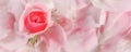 Soft focus, abstract floral background, bud of pink rose flower. Macro flowers backdrop for holiday brand design Royalty Free Stock Photo