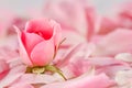 Soft focus, abstract floral background, bud of pink rose flower. Macro flowers backdrop for holiday brand design Royalty Free Stock Photo