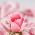 Soft focus, abstract floral background, bud of pink rose flower. Macro flowers backdrop for holiday brand design Royalty Free Stock Photo