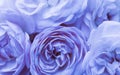 Soft focus, abstract floral background, pale blue roses. Macro flowers backdrop for holiday brand design Royalty Free Stock Photo