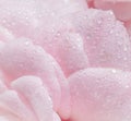 Soft focus, abstract floral background, pink rose flower petals with water drops. Macro flowers backdrop for holiday brand design Royalty Free Stock Photo