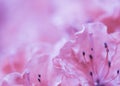Soft focus, abstract floral background, pink rose flower petals with water drops Royalty Free Stock Photo