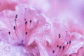 Soft focus, abstract floral background, pink rose flower petals with water drops Royalty Free Stock Photo