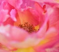 Soft focus, abstract floral background, pink yellow rose flower. Macro flowers backdrop for holiday brand design Royalty Free Stock Photo