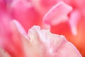 Soft focus, abstract floral background, pink yellow rose flower. Macro flowers backdrop for holiday brand design Royalty Free Stock Photo