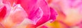 Soft focus, abstract floral background, pink yellow rose flower. Macro flowers backdrop for holiday brand design Royalty Free Stock Photo