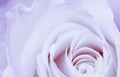 Soft focus, abstract floral background, violet rose flower. Macro flowers backdrop for holiday brand design Royalty Free Stock Photo