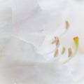 Soft focus, abstract floral background, white Rhododendron flower petals. Macro flowers backdrop for holiday brand design Royalty Free Stock Photo