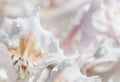 Soft focus, abstract floral background, white Rhododendron flower petals. Macro flowers backdrop for holiday brand design Royalty Free Stock Photo