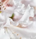 Soft focus, abstract floral background, white Rhododendron flower petals. Macro flowers backdrop for holiday brand design Royalty Free Stock Photo