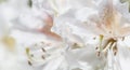 Soft focus, abstract floral background, white Rhododendron flower petals. Macro flowers backdrop for holiday brand design Royalty Free Stock Photo