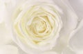 Soft focus, abstract floral background, white rose flower. Macro flowers backdrop for holiday brand design Royalty Free Stock Photo