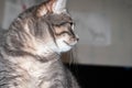 Adorable muzzle grey stripped cat looking away in front of wall