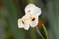 Soft focus of African iris, Fortnight lily, also called Dietes b Royalty Free Stock Photo