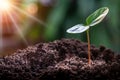 Soft focus of Agriculture, growth of young plant sequence with morning sunlight and green blur background.