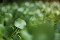 Soft focus of asiatic herb growing in garden with blurred bokeh background