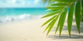 Soft focus beach scene, sharp coconut leaf shadow on sand , summer, details Royalty Free Stock Photo