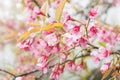 Soft focus, beautiful cherry blossom, bright pink flowers of Sakura on the high mountains of Chiang Mai. Spring background and be Royalty Free Stock Photo