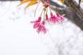 Soft focus, beautiful cherry blossom, bright pink flowers of Sakura on the high mountains of Chiang Mai. Spring background and be Royalty Free Stock Photo