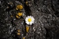 Soft focus of a beautiful daisy between a crack on a rock