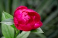 Soft focus beautiful dark pink peony bud blooming under sun against dark blurred green garden Royalty Free Stock Photo