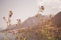 Soft focus, Beautiful flowers with mountain background, Plants dandelions, Retro vintage Instagram style filter effect background Royalty Free Stock Photo