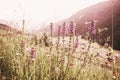 Soft focus, Beautiful flowers with mountain background, Plants dandelions, Retro vintage Instagram style filter effect background Royalty Free Stock Photo