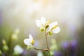 soft focus beautiful landscape of beautiful rain forest with green grass, little purple and pink flowers Royalty Free Stock Photo