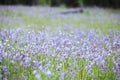 soft focus beautiful landscape of beautiful rain forest with green grass, little purple and pink flowers Royalty Free Stock Photo