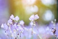 soft focus beautiful landscape of beautiful rain forest with green grass, little purple and pink flowers Royalty Free Stock Photo