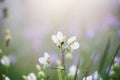 soft focus beautiful landscape of beautiful rain forest with green grass, little purple and pink flowers Royalty Free Stock Photo