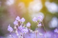 soft focus beautiful landscape of beautiful rain forest with green grass, little purple and pink flowers Royalty Free Stock Photo