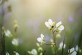 soft focus beautiful landscape of beautiful rain forest with green grass, little purple and pink flowers Royalty Free Stock Photo