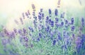 Soft focus on beautiful lavender flower Royalty Free Stock Photo
