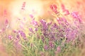 Soft focus on beautiful lavender in flower garden