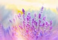 Soft focus on beautiful lavender flowers Royalty Free Stock Photo