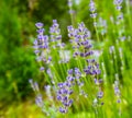 Soft focus on beautiful lavender flowers in summer garden Royalty Free Stock Photo