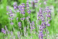 Soft focus on beautiful lavender flowers in summer garden Royalty Free Stock Photo