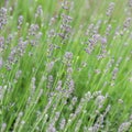 Soft focus on beautiful lavender flowers in summer garden Royalty Free Stock Photo