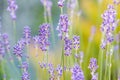 Soft focus on beautiful lavender flowers in summer garden Royalty Free Stock Photo