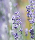 Soft focus on beautiful lavender flowers in summer garden Royalty Free Stock Photo