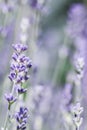 Soft focus on beautiful lavender flowers in summer garden Royalty Free Stock Photo